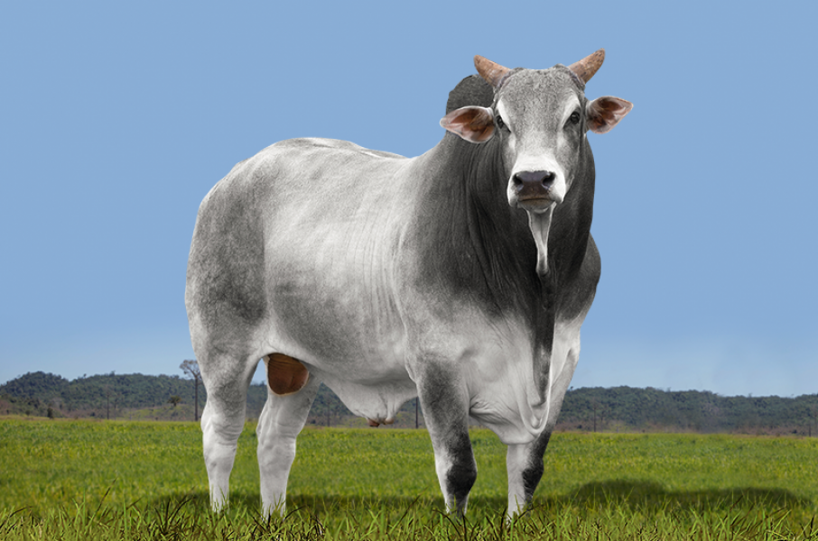 CFM ENCONTRO  LG277216