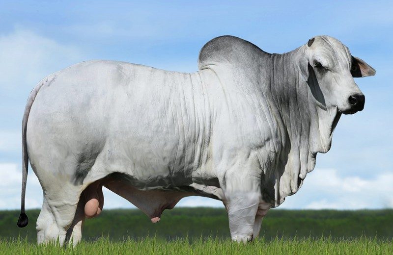 ILUSTRISSIMO FIV DA XARAES