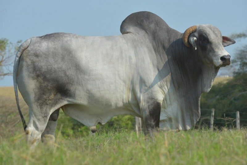 D7117 DA MN