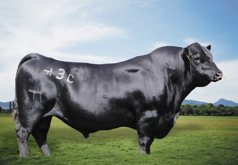 FERGUSON BREAKOUT 3C