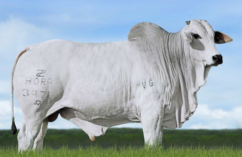 HÃ‰RCULES DA HORA