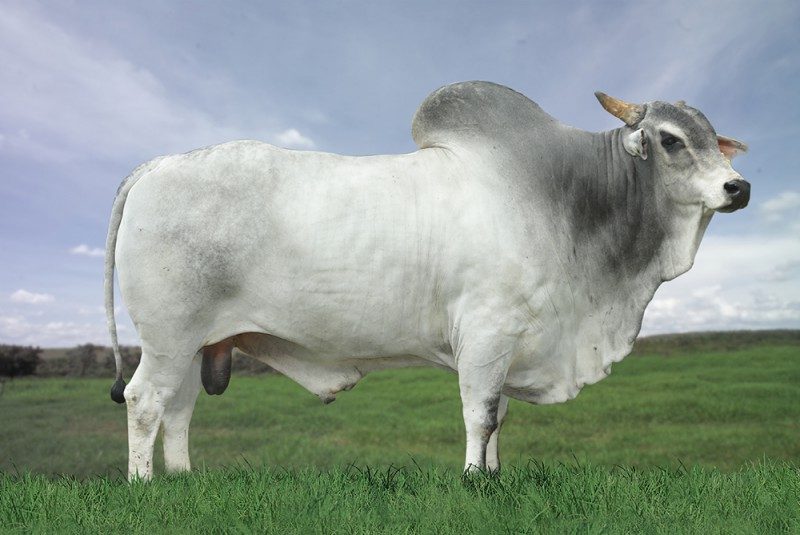 CFM COLOSSO  LG619614