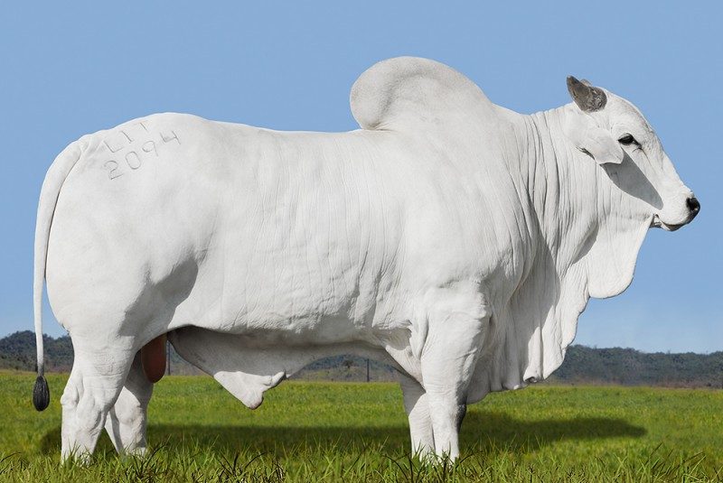 RONCADOR AJ  209416AJ