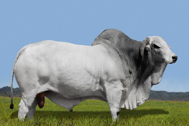 DAKOTA AJN  793709AJN