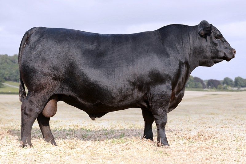 HAYNES FORTIFY 822  561