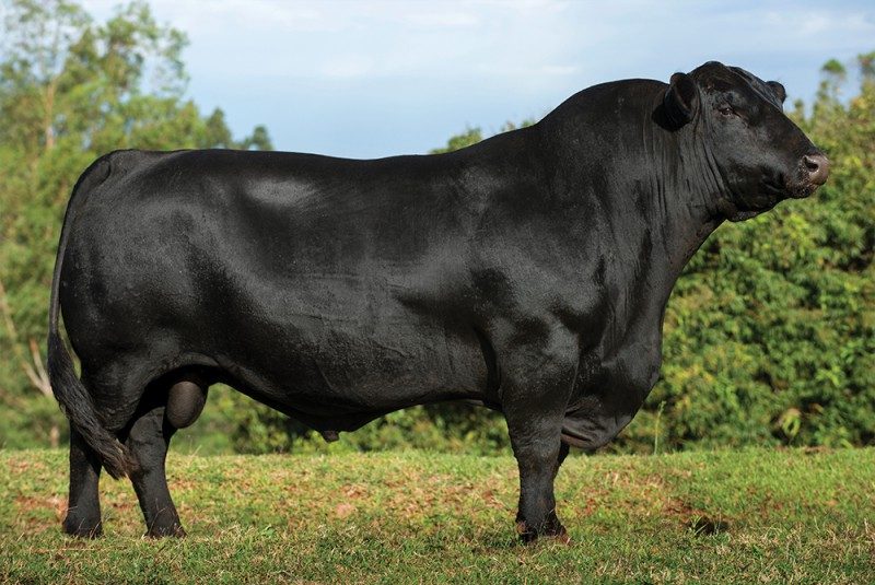 RECONQUISTA TEI2504 ZIPER RITO N WORTH