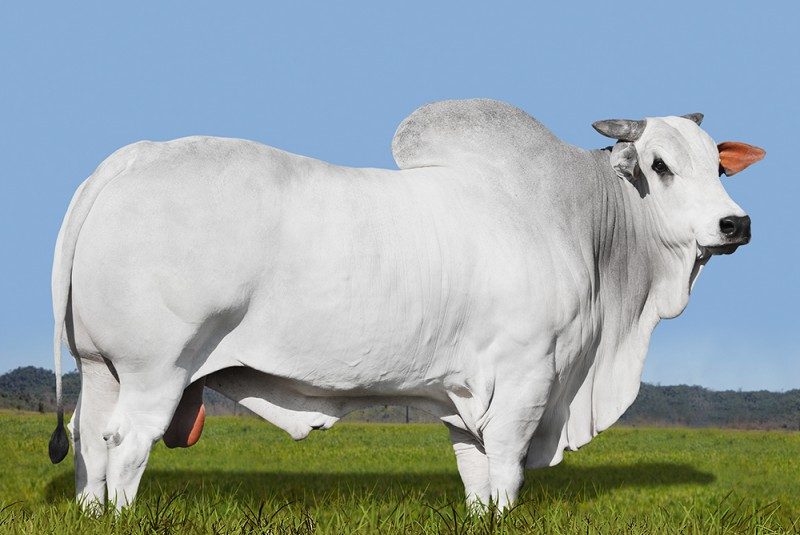 CIA METEORO FARPAL  108113