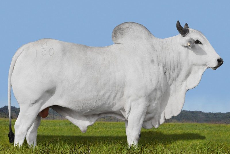 CIA CHAPLIN HJ  N051