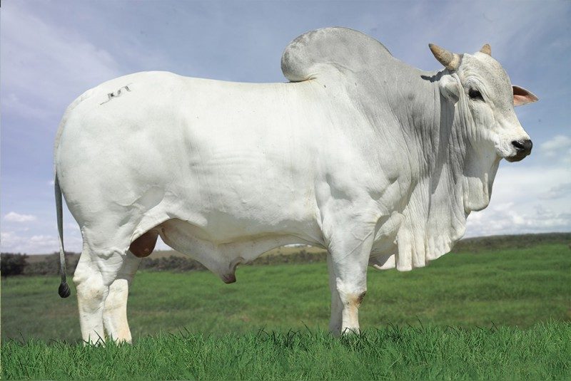 USHUAIA TUL  594116TUL