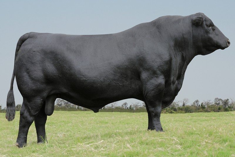 PWM TOBIASH 2173 RENOWN