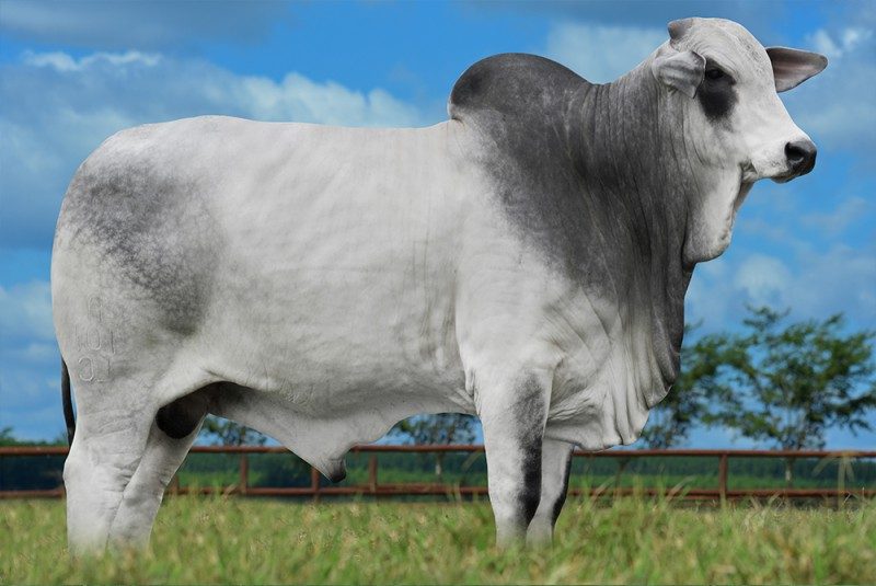 PONTUAL A101 DA DICA