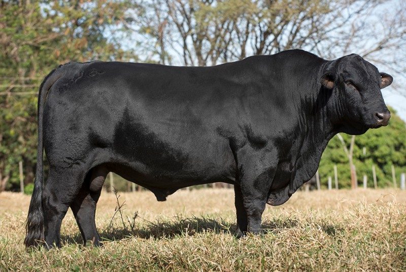 STA CRUZ J614 RAU 3090 TE HULK