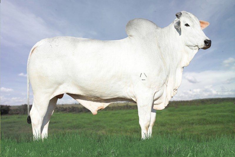 VACACA`Ã FM  5718FM