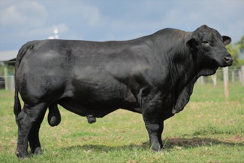 STA CRUZ F529 314H B159FIV