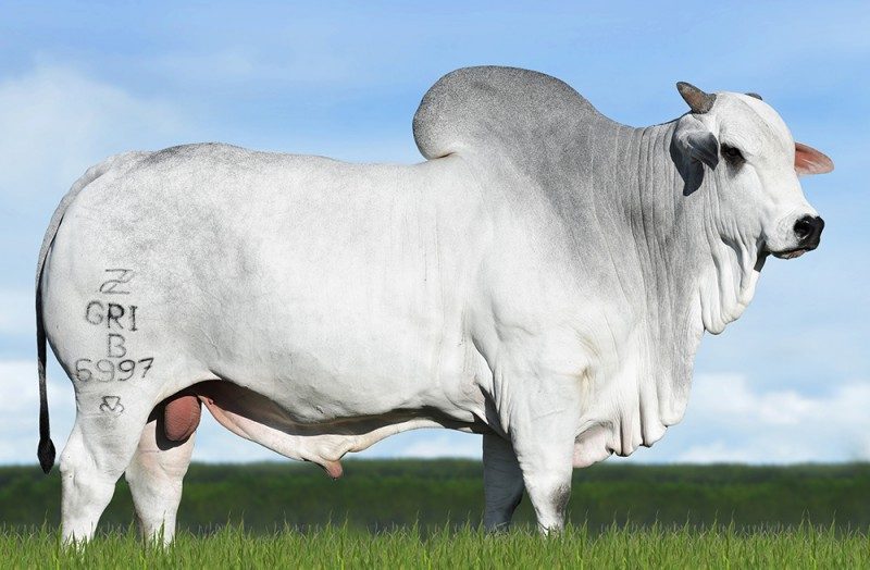 PODIUM B6997 DA S.NICE