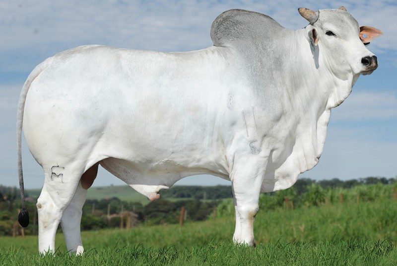 CAXAMBU FM  183216FM