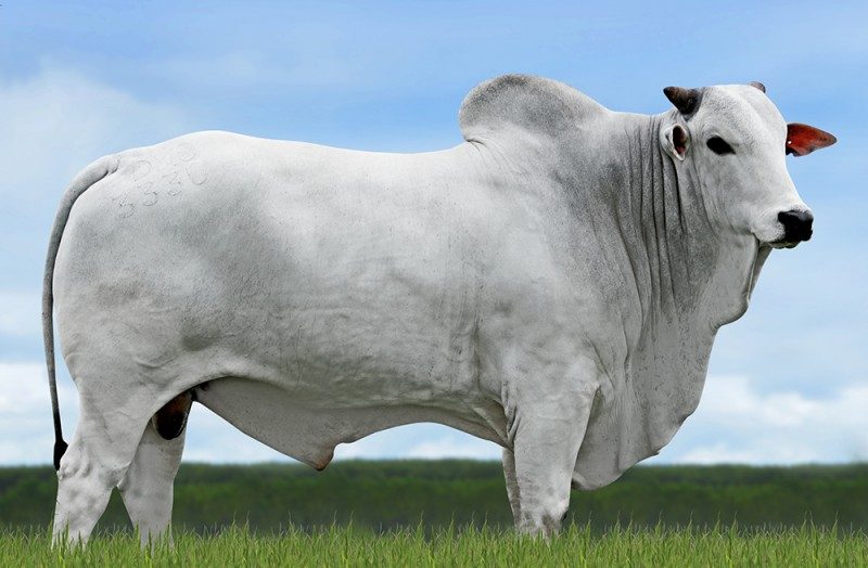 333017AJ  MARANDU AJ