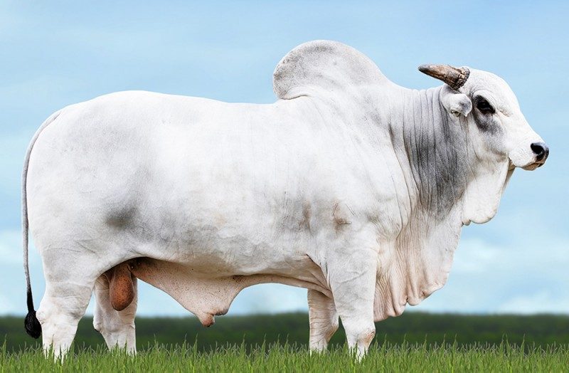 DAISAN NIP  19413NIP