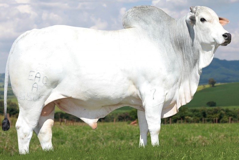 6528 FIV DA EAO  ALQUIMISTA