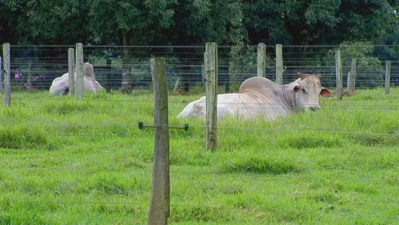 Nosso Campo mostra como funciona centro de coleta de sêmen de touros