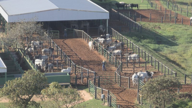 Bem-Estar Animal: A Chave para a Produção de Sêmen de Alta Qualidade